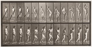 Placa 291.Cricket; Rebatidas; Drive, 1885 de Eadweard Muybridge