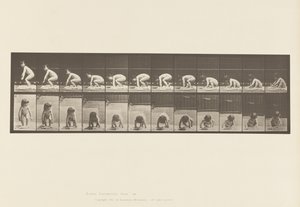 Prato 479. Criança, a levantar-se do chão de Eadweard Muybridge