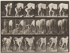 Placa 509. Calçando um Cavalo de Eadweard Muybridge