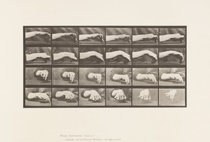 Placa 532. Movimento da Mão; Desenhando um círculo, 1885 de Eadweard Muybridge