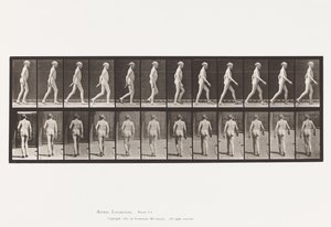 Prato 562. Curvatura Lateral da Coluna Vertebral; Caminhada de Eadweard Muybridge