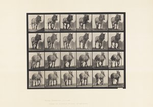 Placa 564.Hauling; Cadeia de troncos quebrados; Pusel de cavalo Belga Cinzento Escuro de Eadweard Muybridge