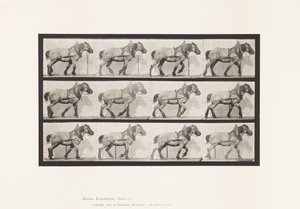 Prato 565.Hauling;Pusel de Cavalo Belga Cinzento Escuro de Eadweard Muybridge
