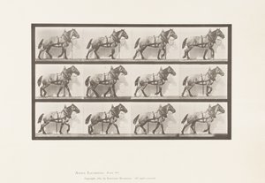 Placa 567.Hauling; Cavalo Belga Cinza Escuro Billy, 1885 de Eadweard Muybridge