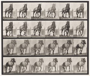 Prato 568. Arrasto; Cavalo Belga Cinzento Escuro Billy de Eadweard Muybridge