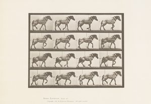 Placa 569.Hauling; Cavalo Belga Cinza Escuro Hansel, 1885 de Eadweard Muybridge
