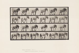 Placa 570.Hauling; Cavalo Belga Cinza Escuro Hansel, 1885