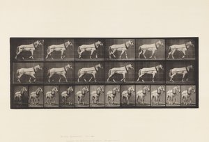 Placa 571.Hauling; Luz-Cinza Mare Johnson, 1885 de Eadweard Muybridge