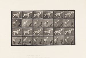 Placa 573. Transporte; Homem puxando a cabeça; Égua Cinza-Claro, 1885 de Eadweard Muybridge