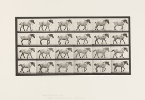 Placa 574. Andar; Livre; Cavalo Belga Cinza Escuro Hansel, 1885 de Eadweard Muybridge