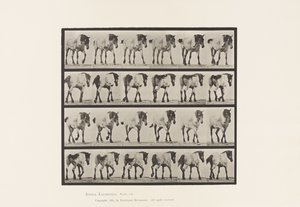 Placa 575. Andar; Livre; Cavalo Belga Cinza Escuro Hansel, 1885 de Eadweard Muybridge