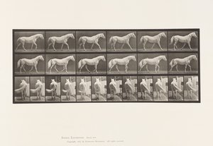 Prato 576. Andar a pé; Livre; Águia-cavalo cinzento-claro de Eadweard Muybridge