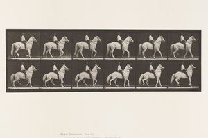 Placa 577. Andar; Selim; Irregular; Cavalo Branco Clinton, 1885 de Eadweard Muybridge