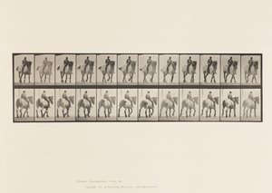 Prato 578.Caminhada; Costas Desprotegidas; Pusel de Cavalo Belga Cinzento Escuro de Eadweard Muybridge