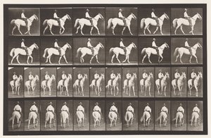 Placa 579. Andar; Selim; Cavalo branco Elberon, 1885 de Eadweard Muybridge
