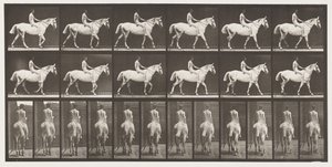 Placa 581.Walking; Bareback; Rider, 43, Nude; Cavaleiro Cinzento Claro, 1885 de Eadweard Muybridge