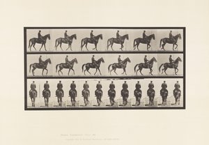 Placa 584.Walking; Selim; Irregular; Beleza da égua castanha, 1885 de Eadweard Muybridge