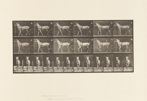 Placa 586. Andar; Sulky; Mare Cinza Claro, Katydid, 1885 de Eadweard Muybridge