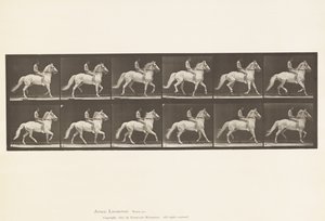 Placa 590.Ambling de Eadweard Muybridge