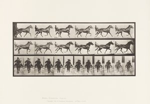Prato 594. Rocking (Embalagem): Sulky; Brown Horse Pronto de Eadweard Muybridge
