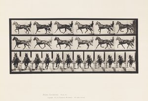 Prato 595. Rocking (Embalagem): Sulky; Brown Horse Pronto de Eadweard Muybridge