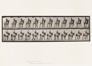 Prato 599. Trotando; Bareback; Dusel Cinzento Escuro de Eadweard Muybridge
