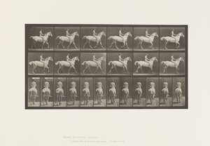 Placa 602.Trotting; Bareback; Cavaleiro, 43 anos, Nu; Cavaleiro Cinzento Claro, 1885 de Eadweard Muybridge