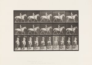 Placa 603. Trote; Sela; Cavalgada, 43, Larga, Cavalo Cinzento Claro Smith de Eadweard Muybridge