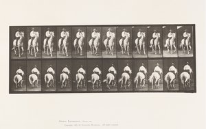 Placa 604. Trote; Sela; Cavalo Branco, Elberon de Eadweard Muybridge