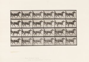 Placa 607. Trotting; Sulky; Bay Mare, Lizzie M. de Eadweard Muybridge