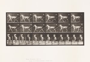 Placa 610. Trotting; Sulky; Gray Mare, Katydid de Eadweard Muybridge
