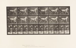 Placa 611. Trotting; Sulky; Gray Mare, Katydid de Eadweard Muybridge