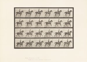 Placa 616. Canter; Saddle; Bay Horse Daisy de Eadweard Muybridge