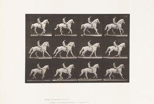 Placa 617. Canter; Em pêlo; Cavaleiro, 106, nu; cavalo branco Clinton, 1885 de Eadweard Muybridge
