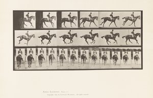 Placa 620. Canter; Saddle; Thoroughbred Bay Mare Annie 6. de Eadweard Muybridge