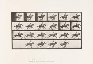 Placa 625. Gallop; Thoroughbred Bay Horse Bouquet de Eadweard Muybridge