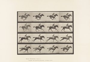 Placa 626. Gallop; Annie G. de Bay Mare Mare de puro-sangue. de Eadweard Muybridge