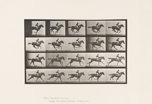 Placa 627. Gallop; Annie G. de Bay Mare Mare de puro-sangue. de Eadweard Muybridge