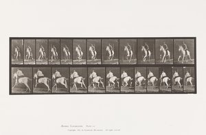 Placa 630. Galope; Sela; Égua Cinzenta Pandora de Eadweard Muybridge