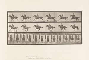 Placa 631. Galope; Sela; Cavalo puro-sangue da Baía Bouquet de Eadweard Muybridge