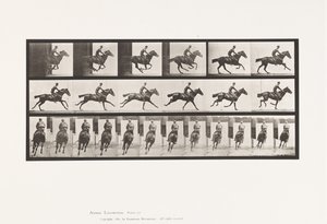 Placa 633. Galope; Sela; Cavalo puro-sangue da Baía Bouquet de Eadweard Muybridge