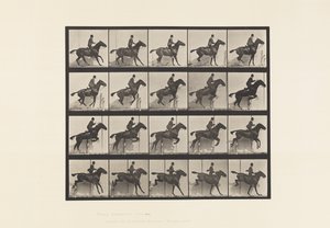 Placa 638. Saltar a Hurdle; Saddle; Bay Horse Horse Daisy de Eadweard Muybridge