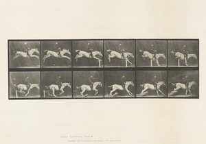 Placa 641. Saltar um obstáculo; Sela; Derrubar um obstáculo e de Eadweard Muybridge