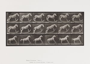 Placa 649.A, Hornet, Rocking; B, Eagle, Rolling Barrel, Etc. de Eadweard Muybridge