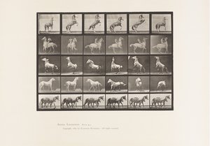 Placa 652. A, B, C, D, E, Criação de Cavalos, etc. de Eadweard Muybridge