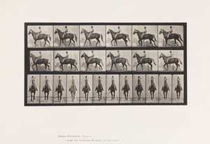 Placa 654. Andar a pé; Sela; Pés Manco, Frente Direita; Pele de Cavalo de Eadweard Muybridge