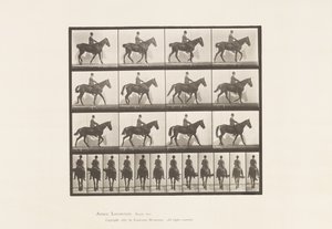 Placa 655. Caminhada; Sela; Spavin, Perna de Traseiro Direita; Cavalo de Eadweard Muybridge