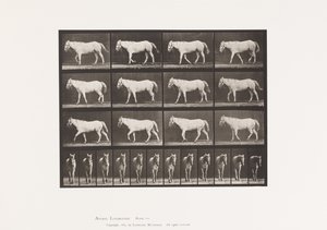 Placa 656. Caminhada; Livre; Ossificação da Cartilagem de Eadweard Muybridge