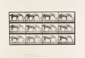 Placa 657. Rolling a Box; Pony, Lotta de Eadweard Muybridge
