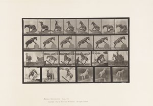Placa 660. Mula; Actuações Diversas Denver de Eadweard Muybridge